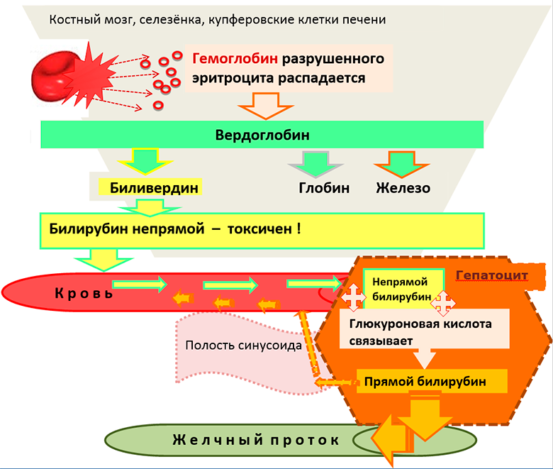 Билирубин прямой повышен - что это значит?